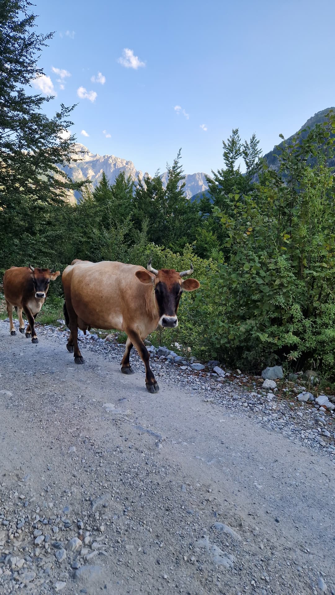 Cows on the trail in Theth. Cows on the trail in Theth.