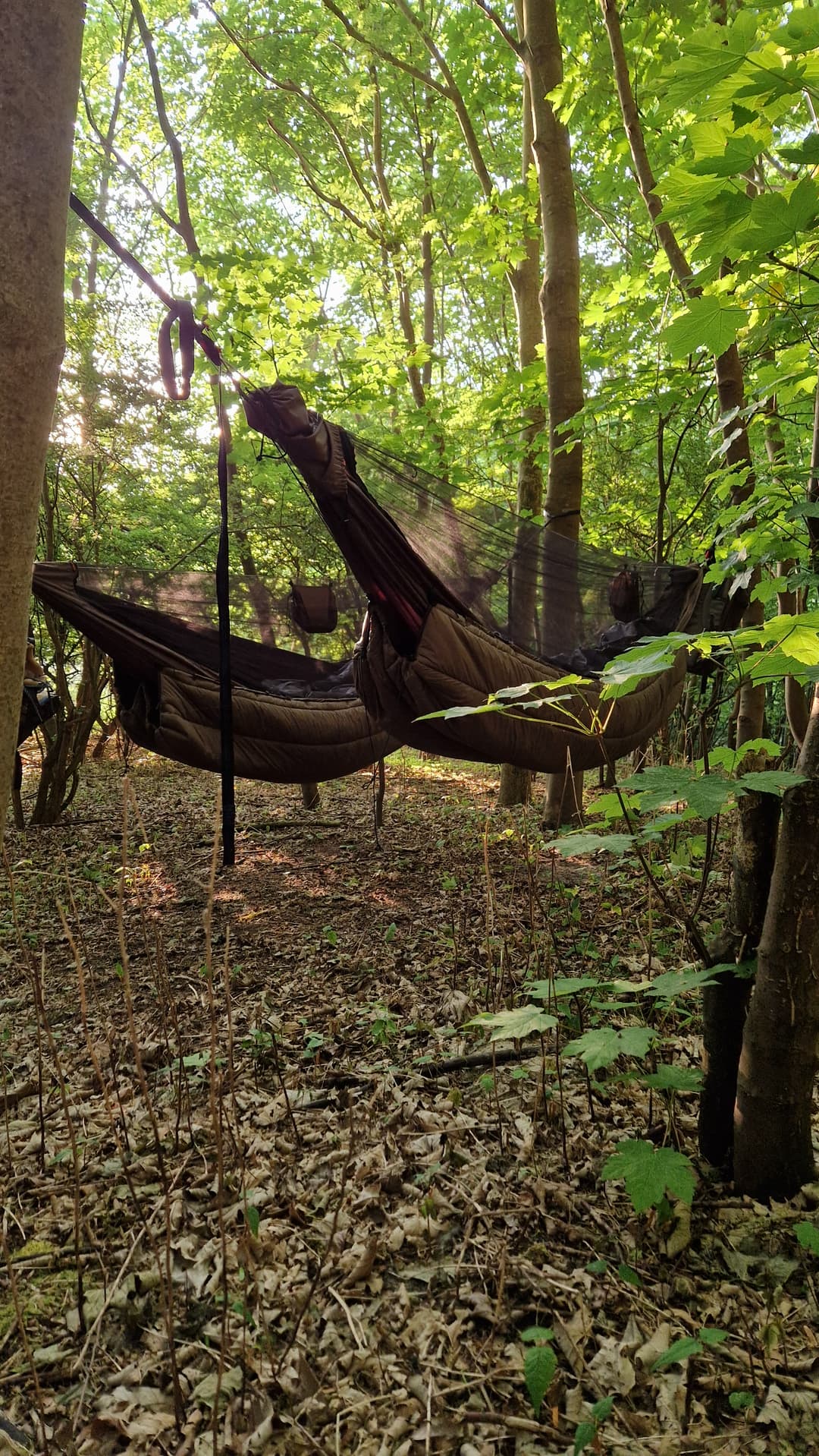 Hammocks setup in forest. Hammocks setup in forest.