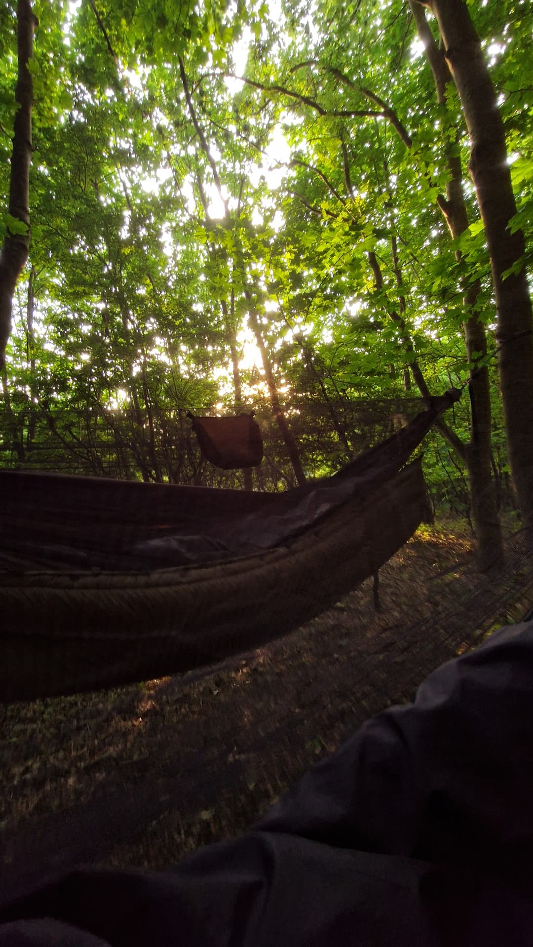 View from hammock into forest. View from hammock into forest.